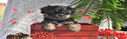 Yorkiepoo dogs for sale: Zinnia - Ad 2