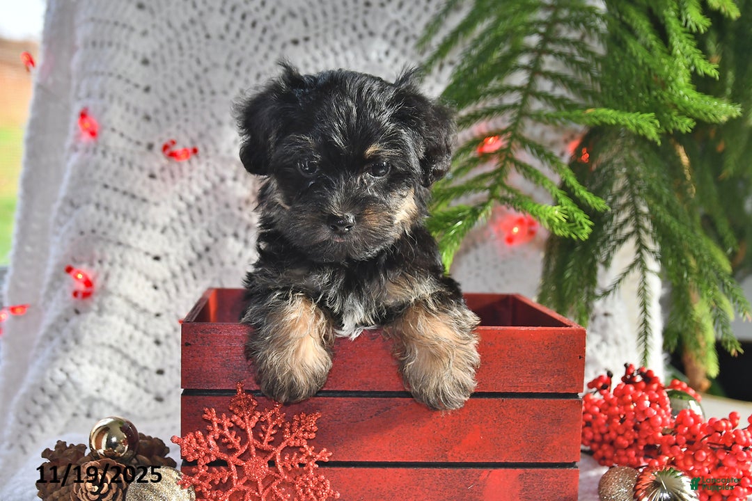 Yorkiepoo dogs for sale: Zinnia - Ad 2