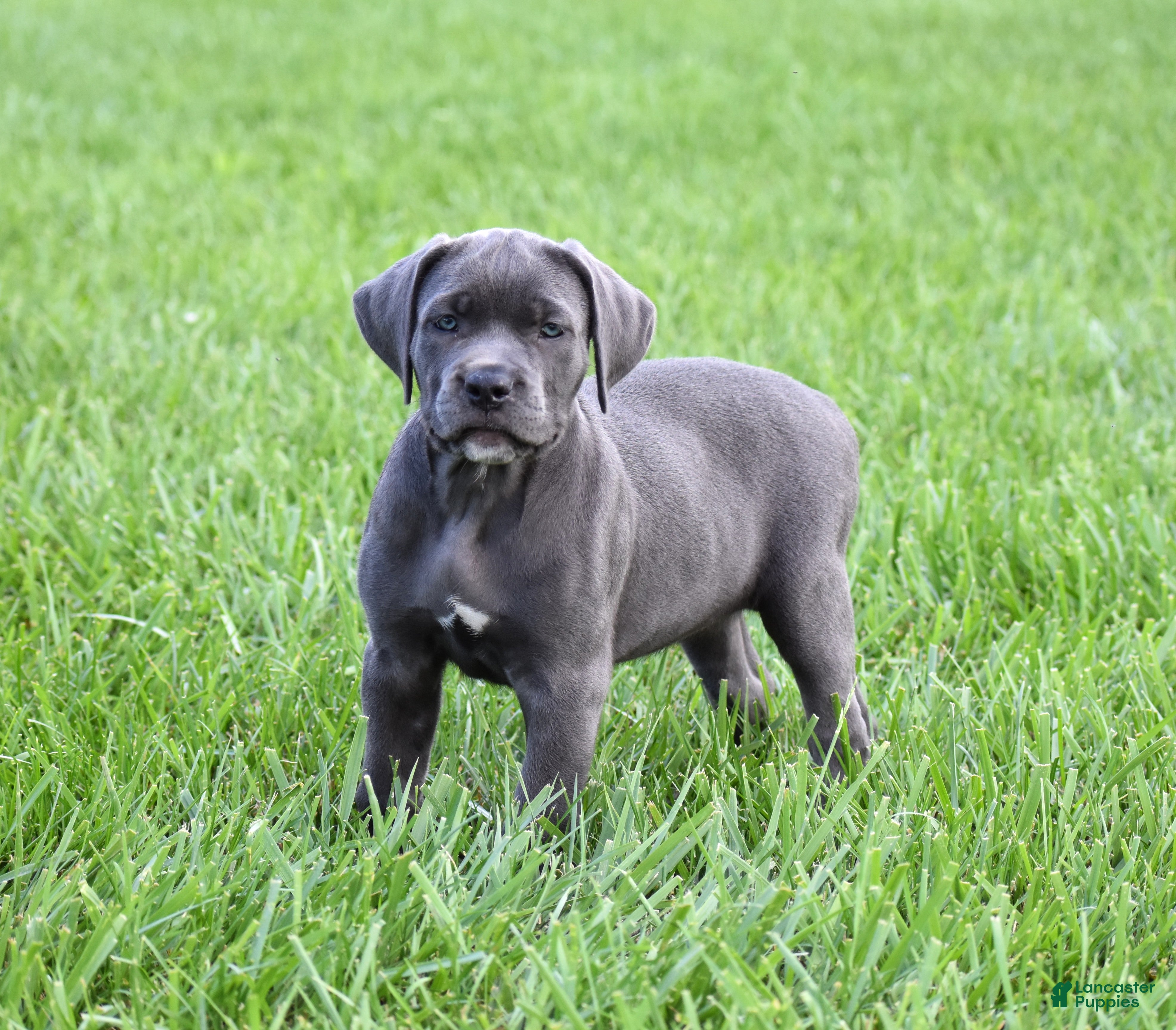 Cane Corso dogs Jo - Ad 1