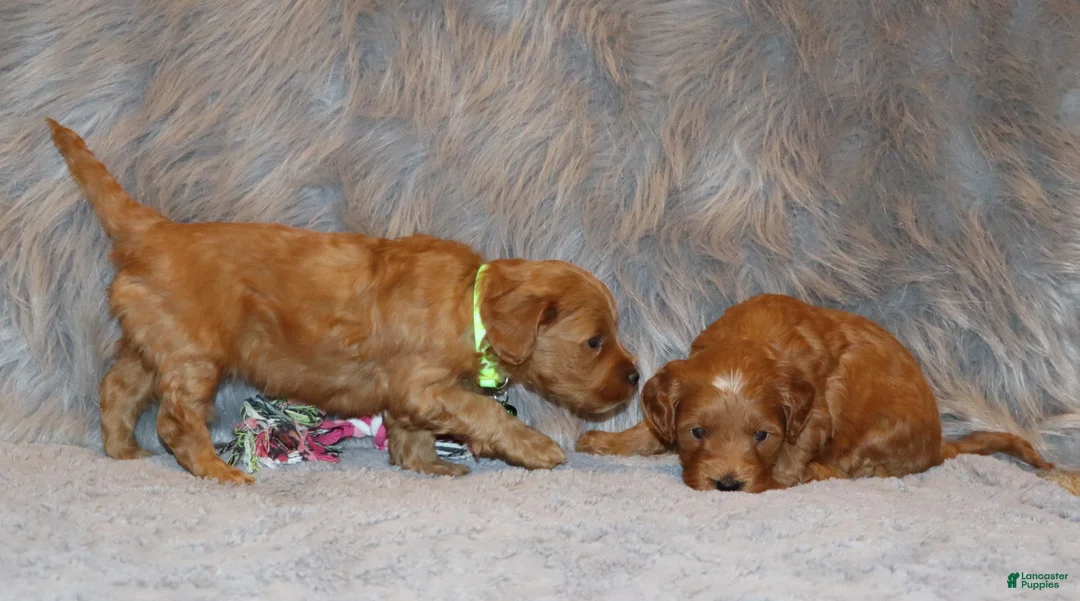 Mini Goldendoodle dogs for sale: Whiskers 🌷 Genetic Clear Parents - Ad 14