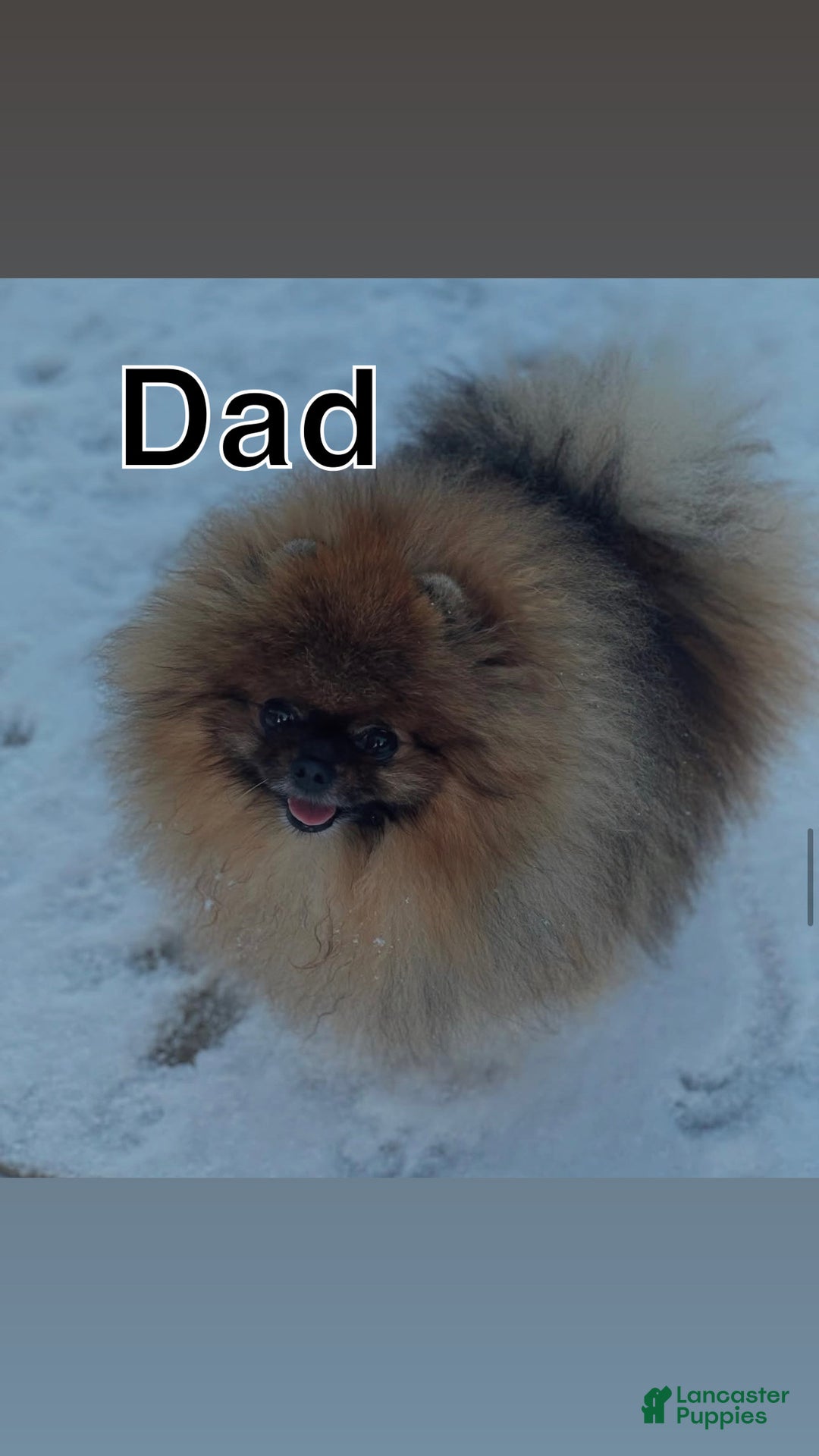 Pomeranian dogs for sale: Poppy - Ad 6