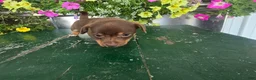 Chihuahua dogs for sale: Tyler - Ad 5