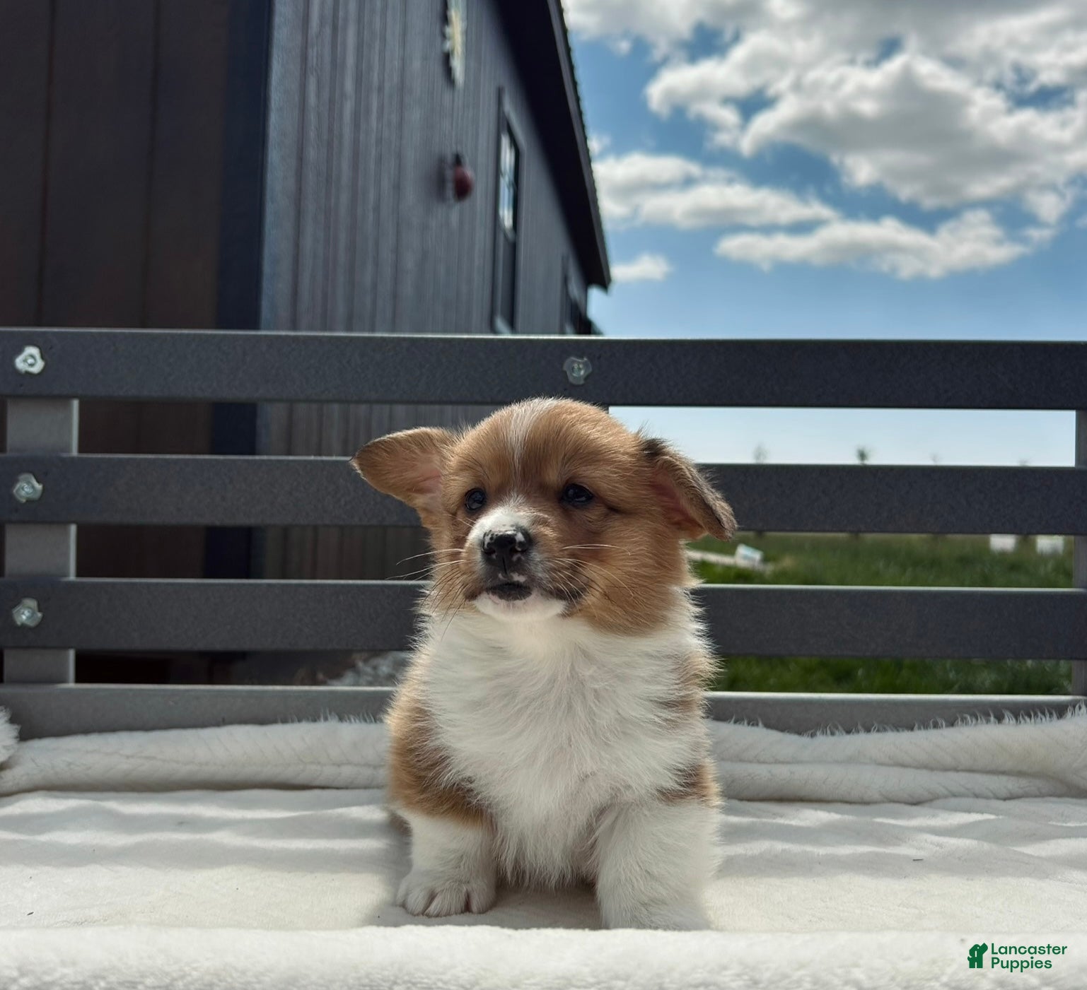 Welsh Corgi Pembroke dogs Danny Welsh Corgi Pembroke Puppy  - Ad 2