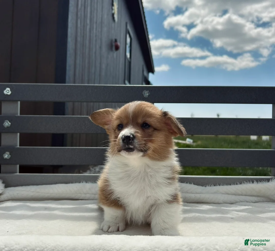 Welsh Corgi Pembroke dogs for sale: Danny Welsh Corgi Pembroke Puppy  - Ad 2