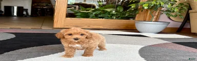 Mixed Breed 1