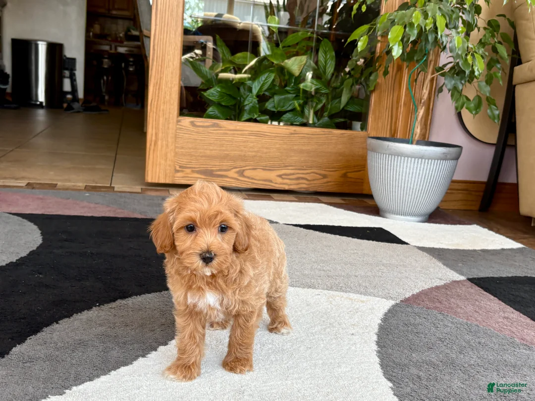 Mixed Breed dogs for sale: Mixed Breed 1 - Ad 1