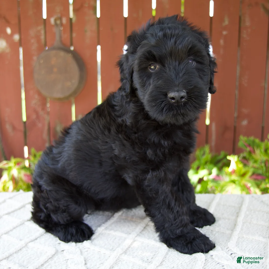 Giant Schnauzer dogs for sale: Teresa - Ad 2