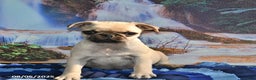 Pug dogs for sale: Wee Willy Winkie - Ad 25