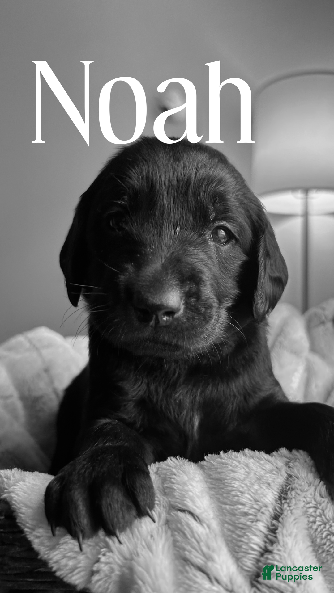 Mixed Breed dogs Golden Labradoodle Puppy 4 White Collar - Ad 32