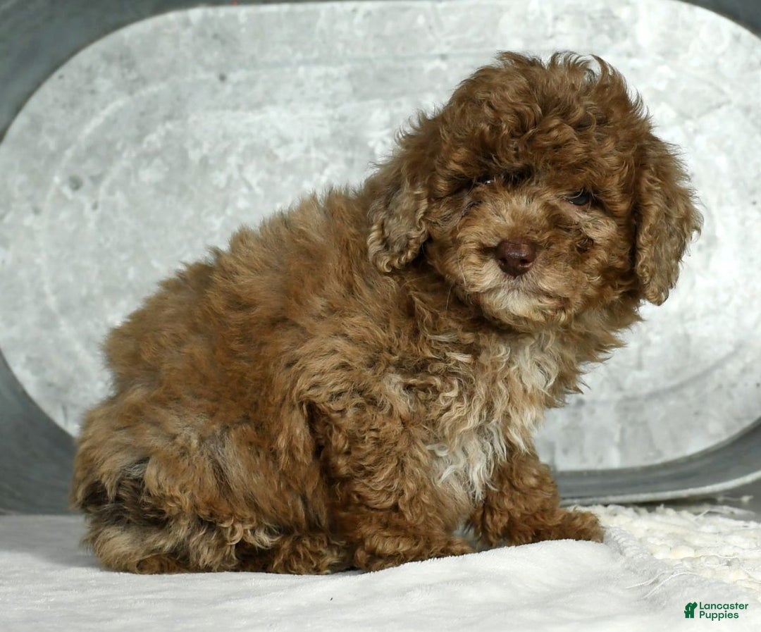 Miniature Poodle dogs for sale: Jasper - Ad 6