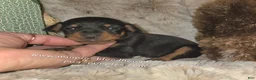 Miniature Pinscher dogs for sale: Clair black tan - Ad 4