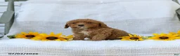 Cavapoo dogs for sale: Kelly - Ad 5