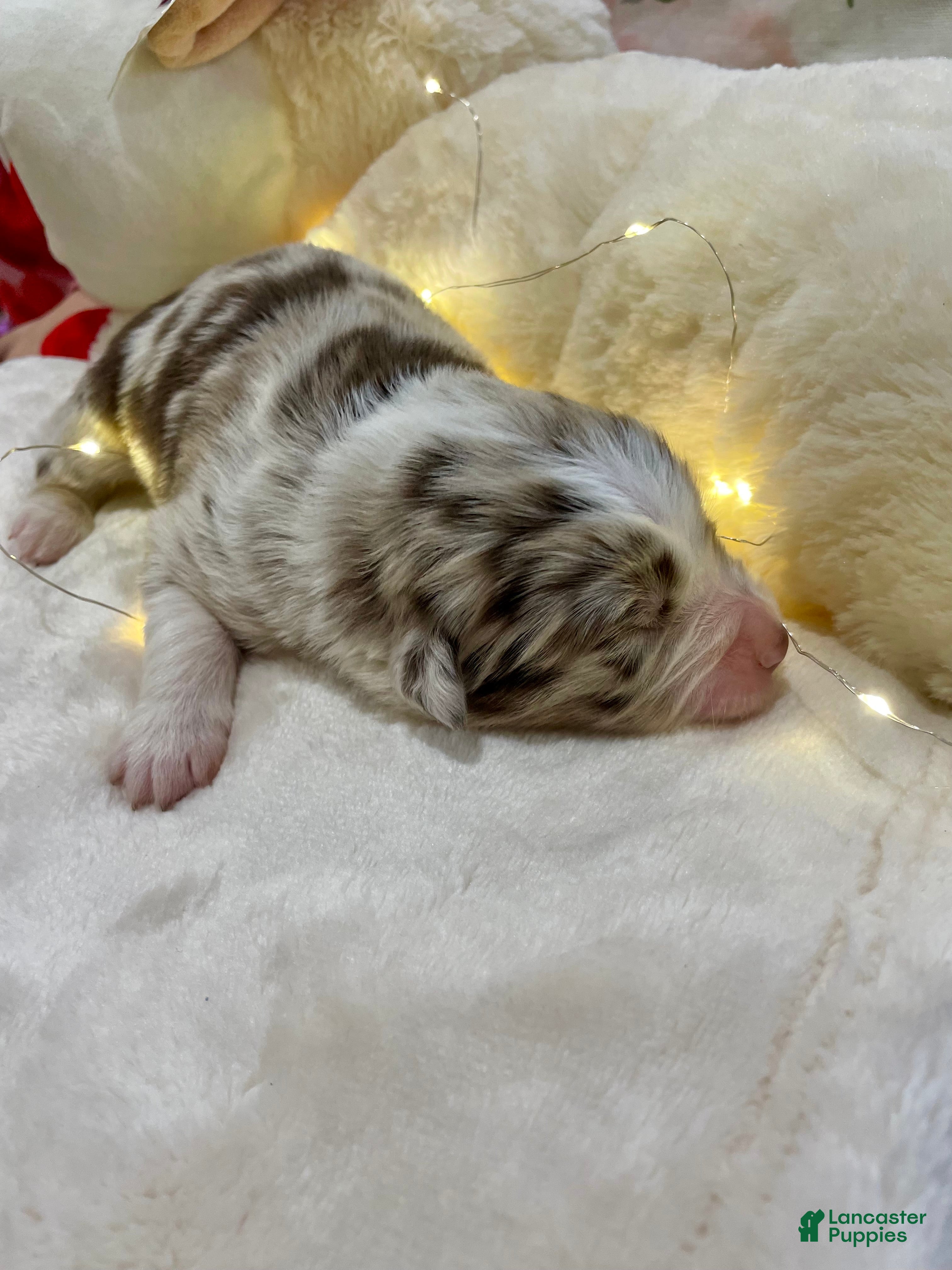 Australian Shepherd dogs Peaches - Ad 29