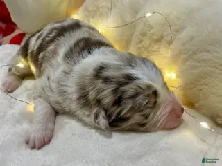 Australian Shepherd dogs Peaches - Ad 29