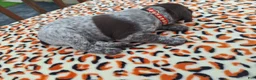 German Shorthaired Pointer dogs for sale: German Shorthaired Pointer Blaze - Ad 6