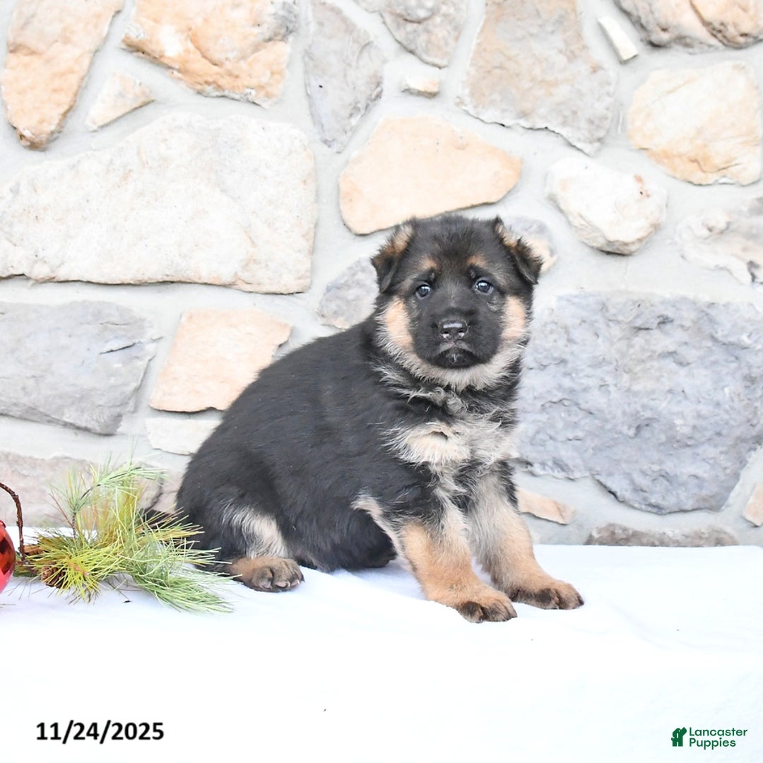 German Shepherd dogs for sale: Cheyenne - Ad 2