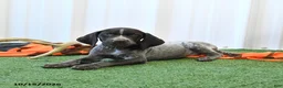 German Shorthaired Pointer dogs for sale: Lilly - Ad 3