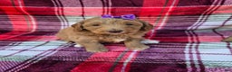 Mini Goldendoodle dogs for sale: Cider - Ad 3