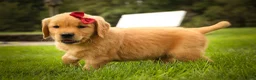 Golden Retriever dogs for sale: Rocco✨ - Ad 12