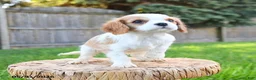 Cavalier King Charles Spaniel dogs for sale: Alex - Ad 3