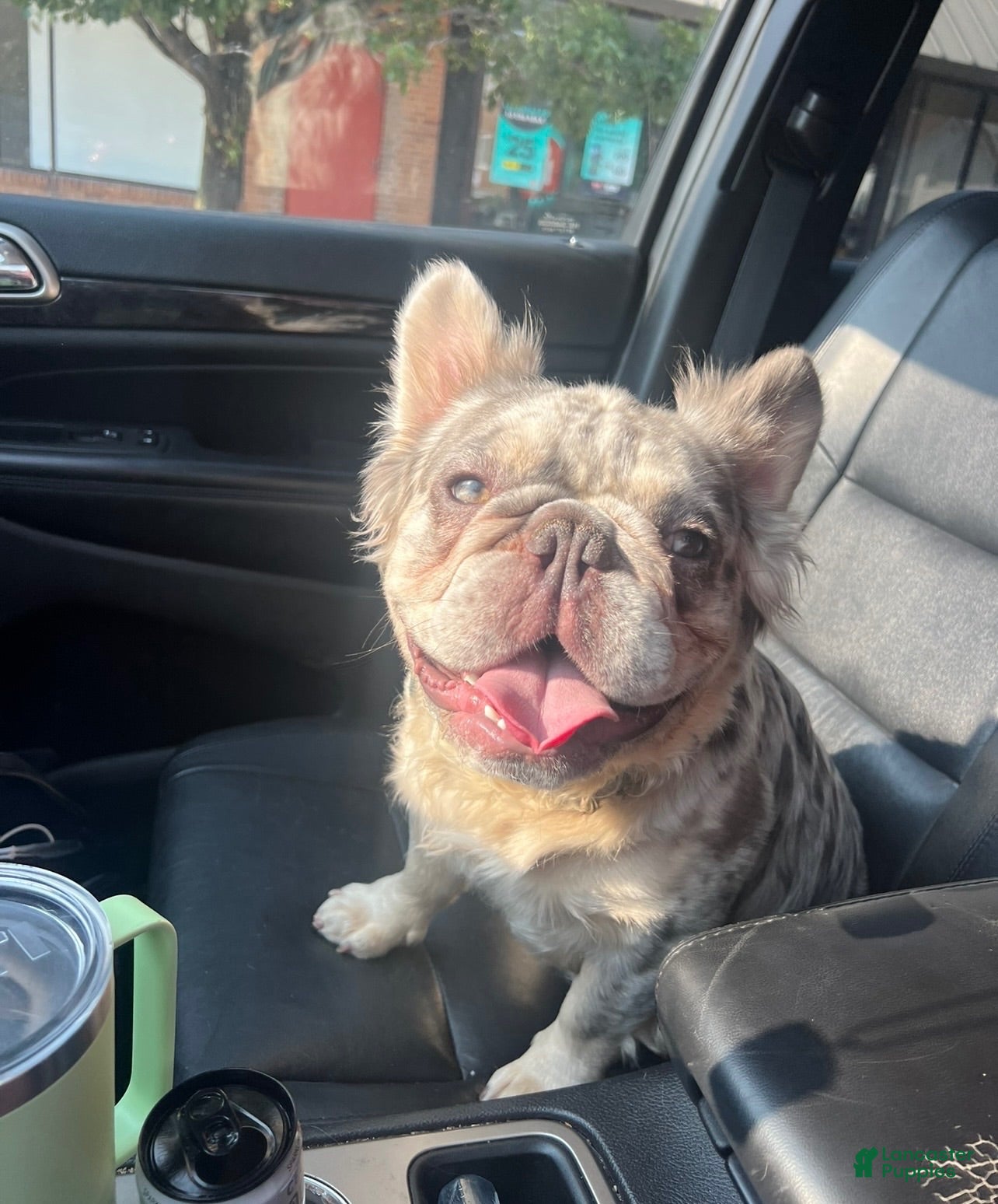French Bulldog dogs Ragnar - Ad 3