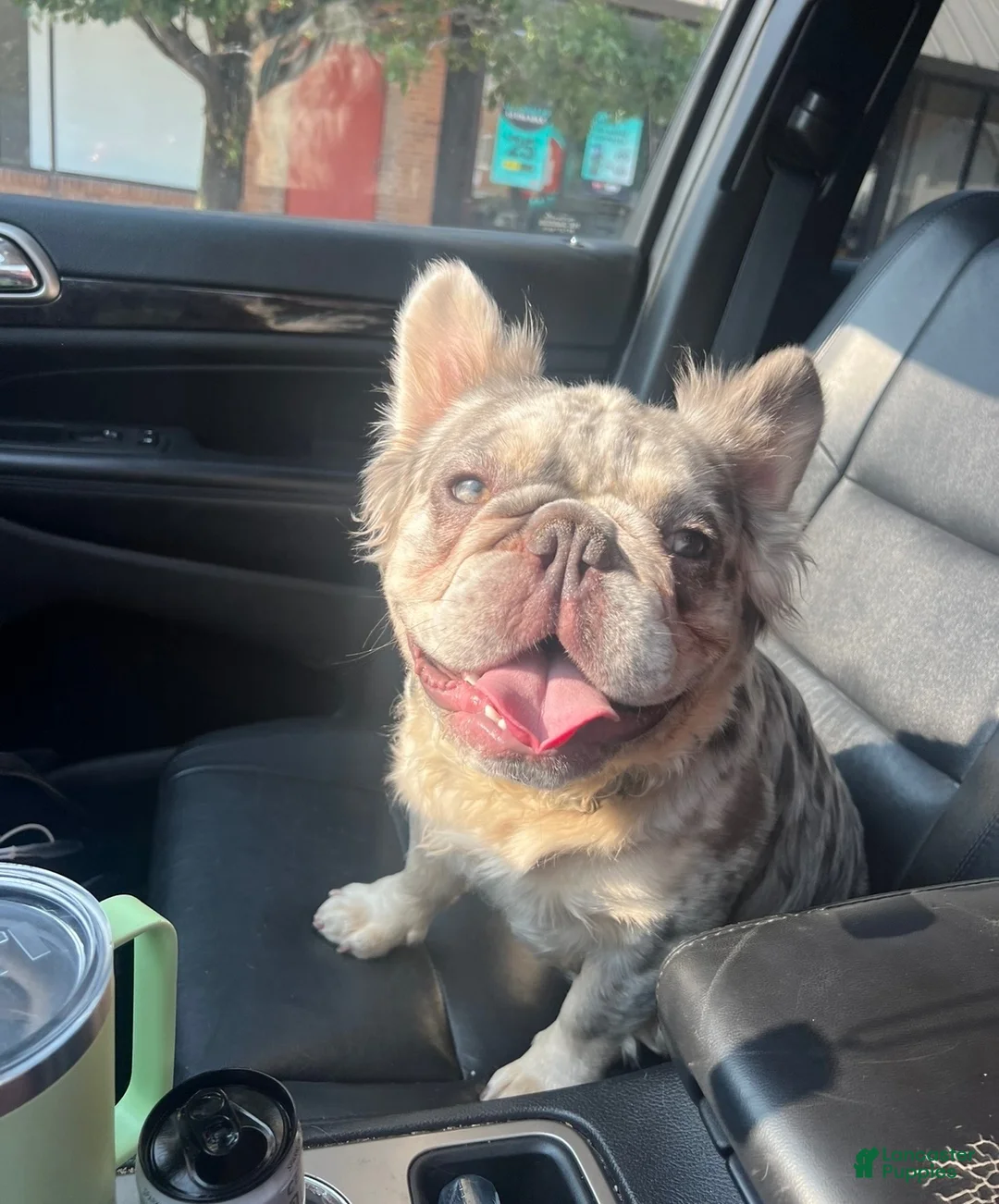French Bulldog dogs for stud: Ragnar - Ad 1