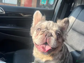 French Bulldog dogs Ragnar - Ad 3
