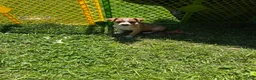 Rat Terrier dogs for sale: Thomas - Ad 8
