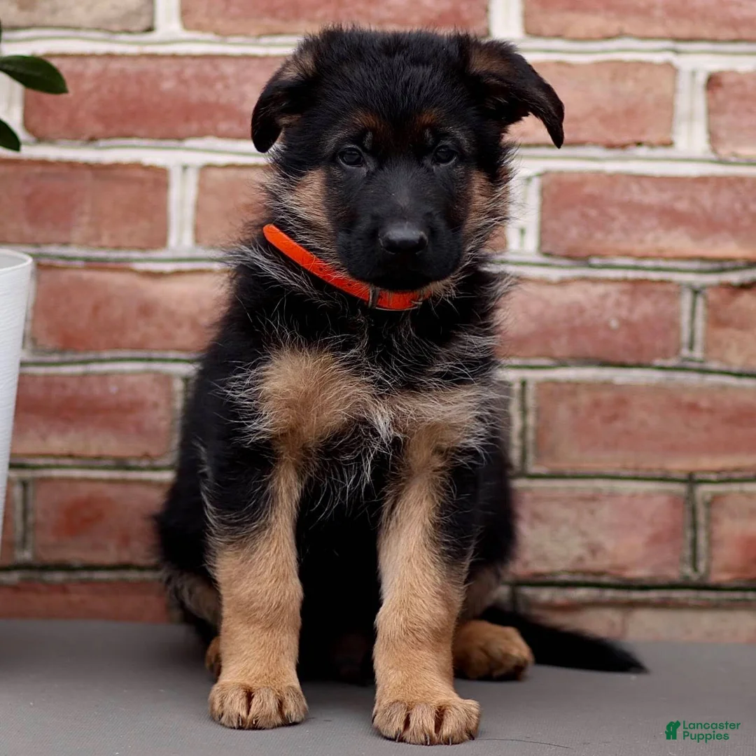 German Shepherd dogs for sale: Romeo - Ad 2