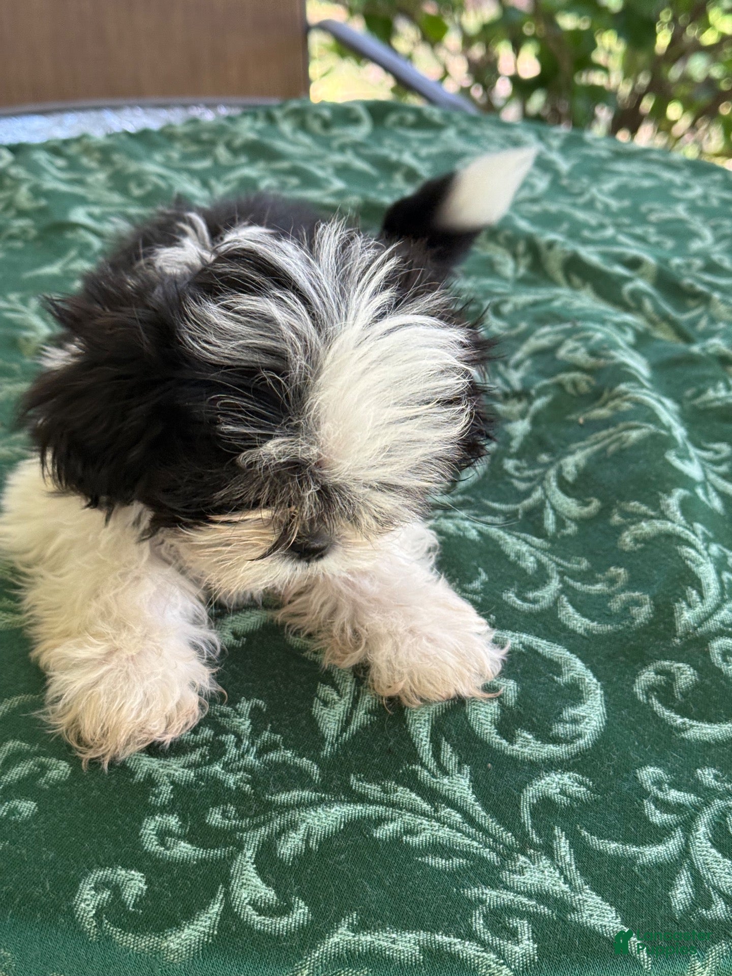 Shih Tzu dogs LEIA - Ad 2