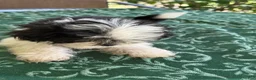 Shih Tzu dogs for sale: LEIA - Ad 2