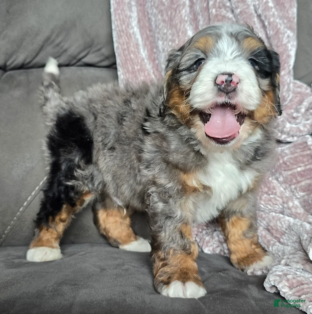 Mini Bernedoodle dogs for sale: Mini Chief - Ad 13