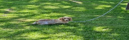 Miniature Dachshund dogs for sale: Violet - Ad 12
