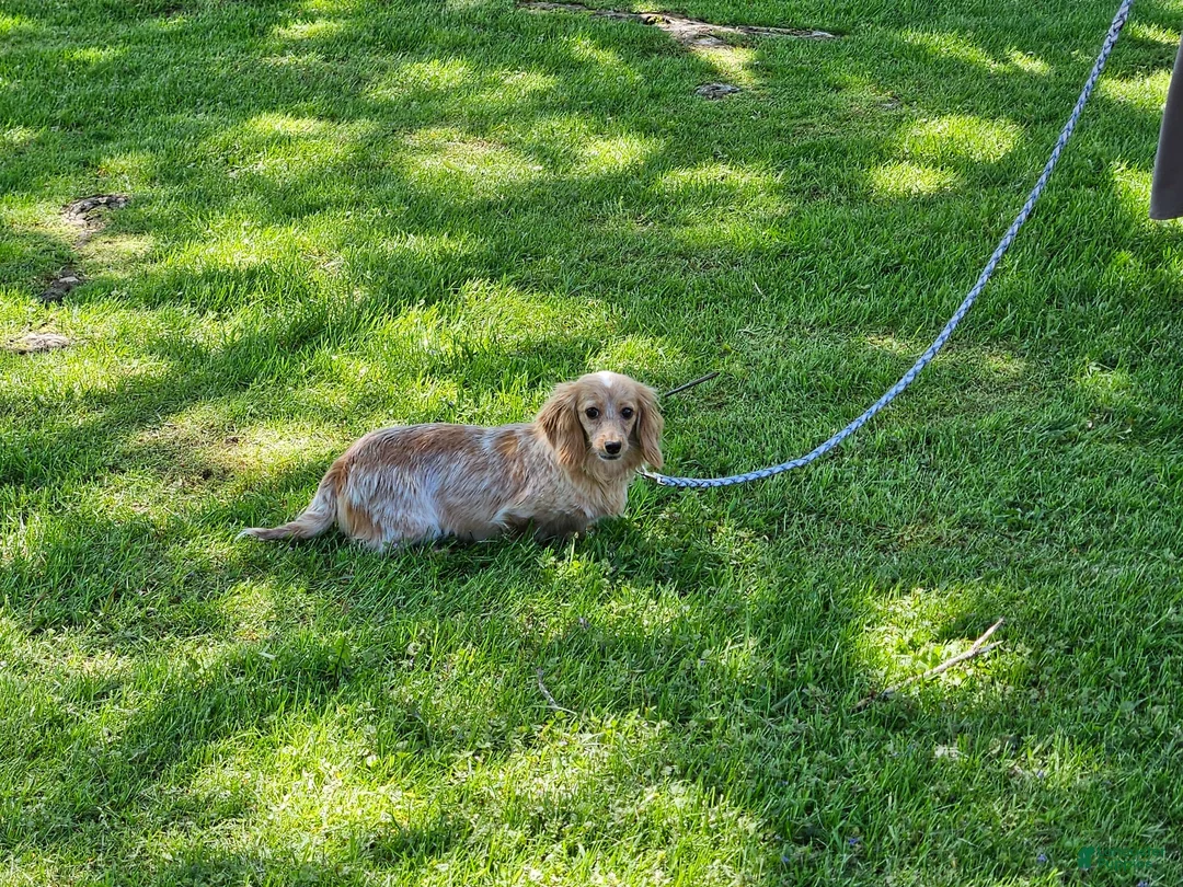 Miniature Dachshund dogs for sale: Violet - Ad 12