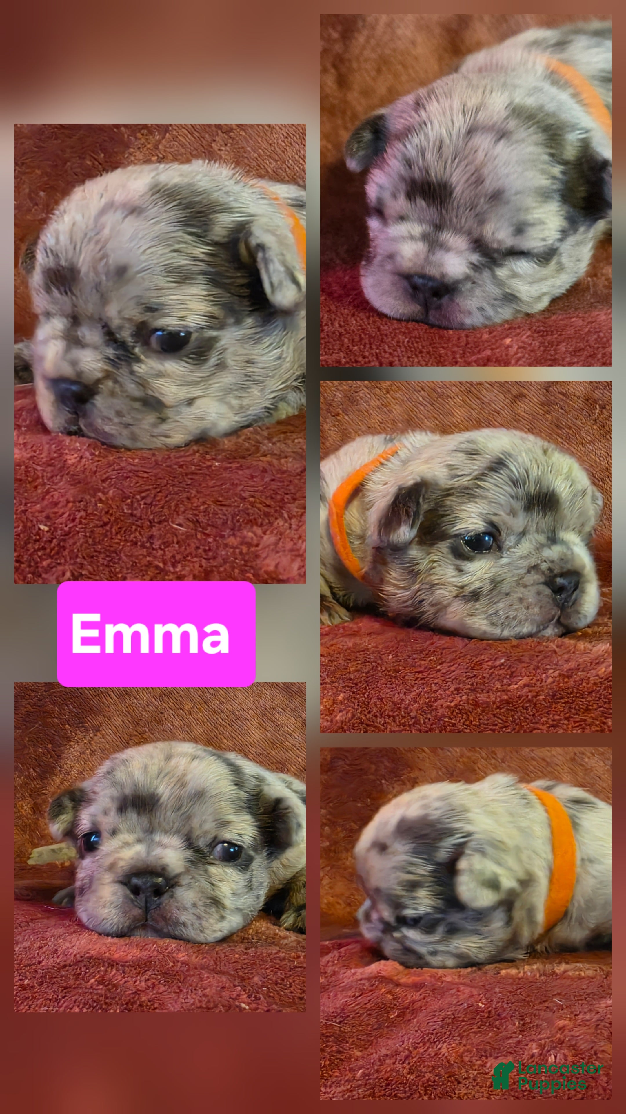 French Bulldog dogs Emma - Ad 1