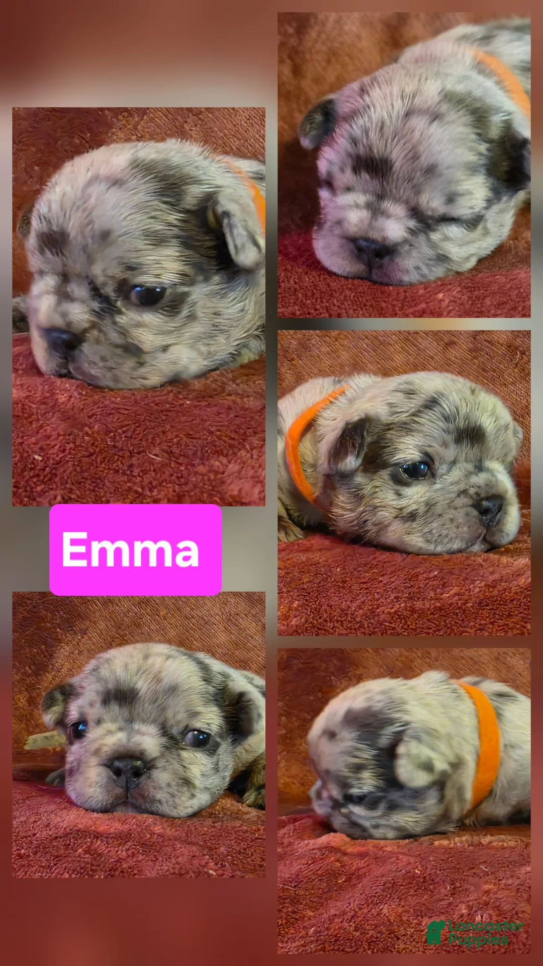 French Bulldog dogs for sale: Emma - Ad 1