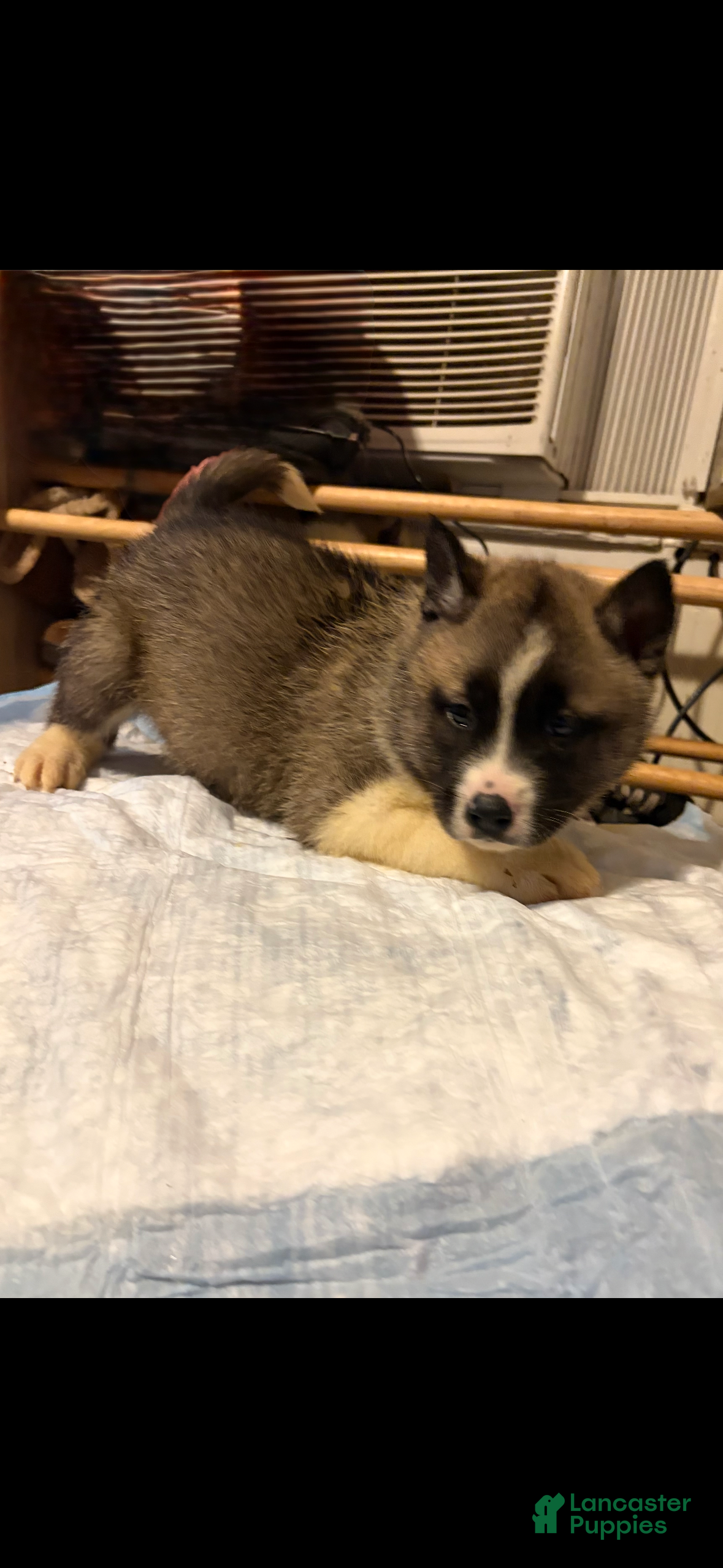 Mixed Breed dogs aspen - Ad 17