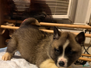 Mixed Breed dogs aspen - Ad 21