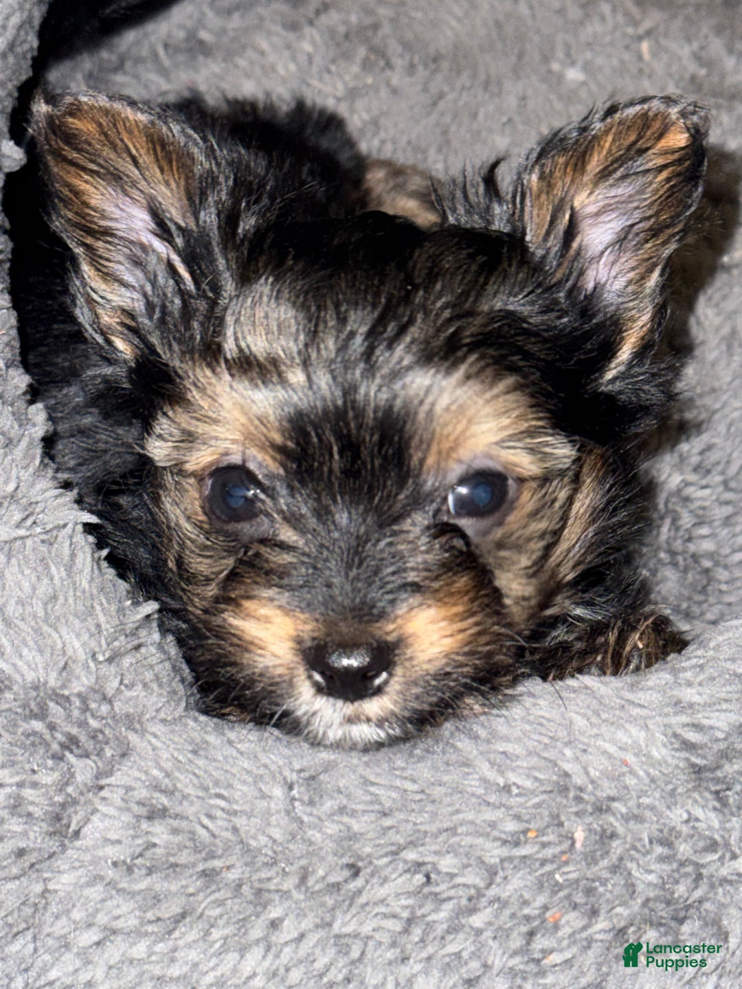 Yorkshire Terrier dogs for sale: Kyro - Ad 2