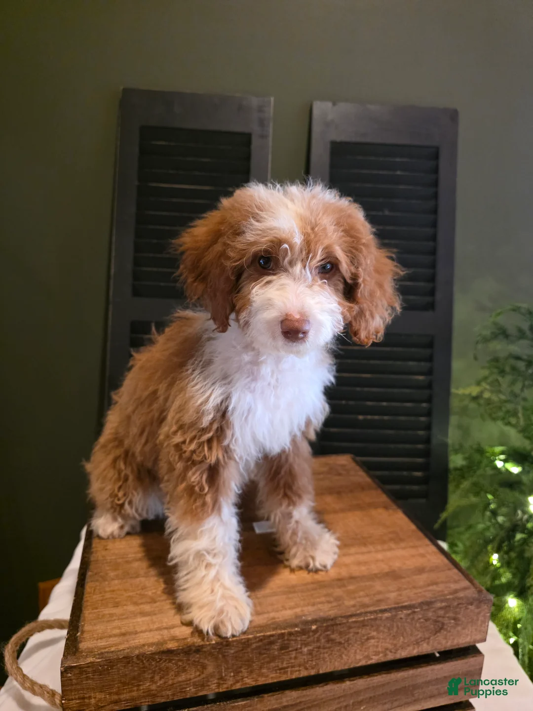 Mini Aussiedoodle dogs for sale: Rosie  - Ad 3