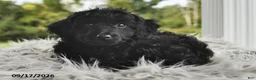 Morkie dogs for sale: Piper - Ad 4