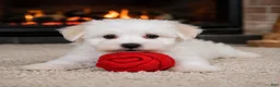 Maltese dogs for sale: Tucker - Ad 5