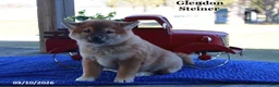 Shiba Inu dogs for sale: Ian - Ad 5