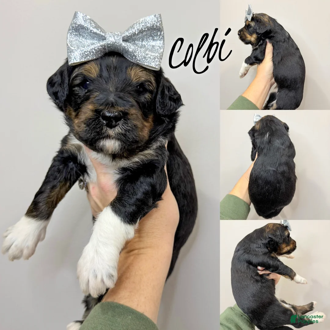 Aussiedoodle dogs for sale: Colbi - Standard F1 - Ad 3