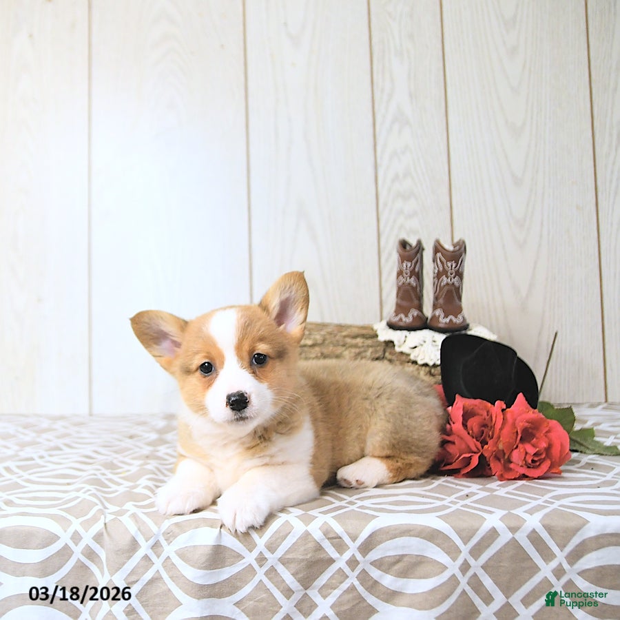Welsh Corgi Pembroke dogs Kristy - Ad 2