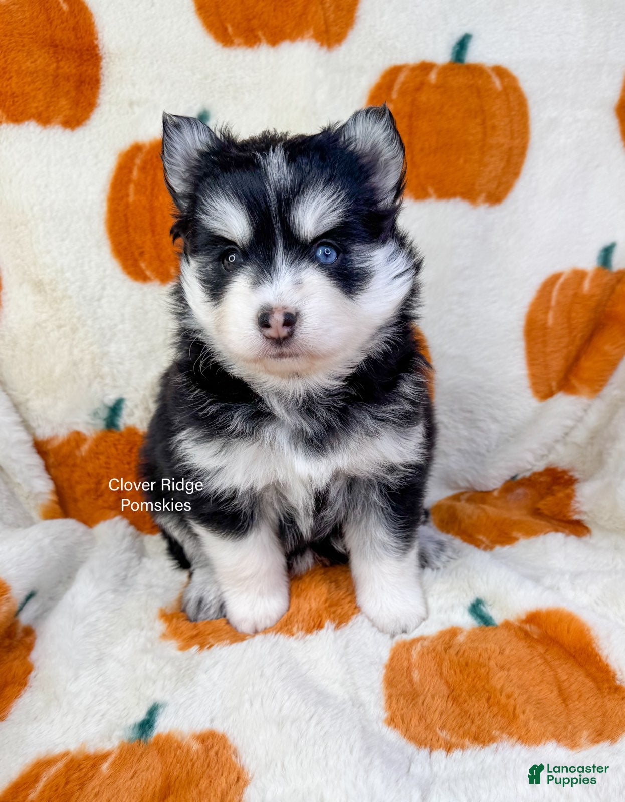 Pomsky dogs for sale: Revena - Ad 2