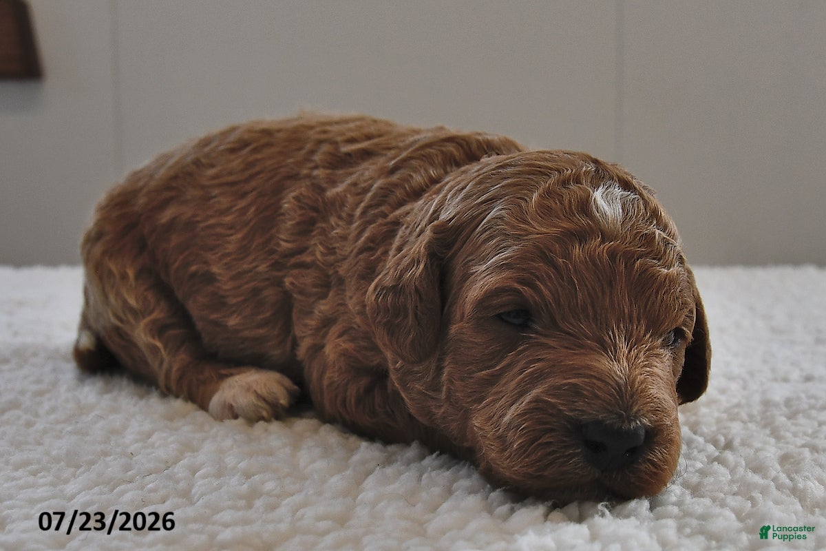 Mini Goldendoodle dogs Milo  - Ad 1