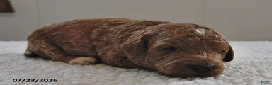 Milo 