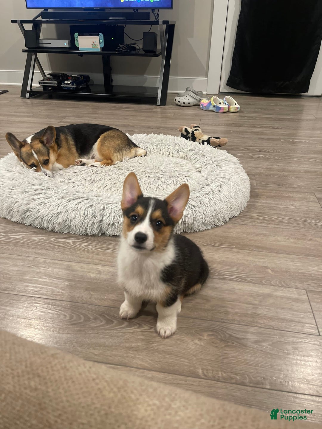 Gallery Image {{count}}