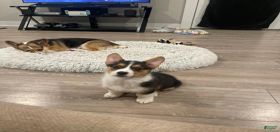 Gallery Image {{count}}